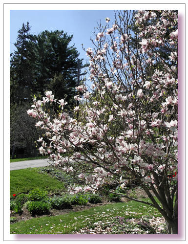 Magnolias in Brockville