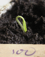 Germinating seed animation